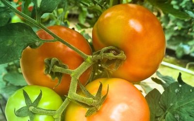 Selection of Tomato Varieties for Cultivation and Sales at GGL